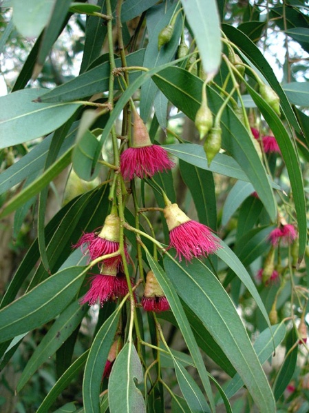 File:Eucalyptus.jpeg