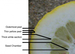 EtrogCrosssection.png